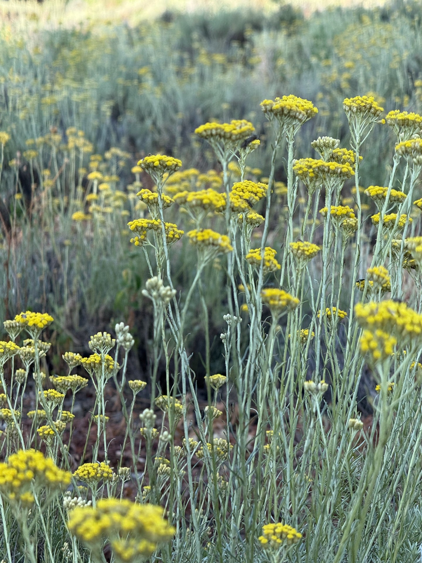 Sérum immortelle