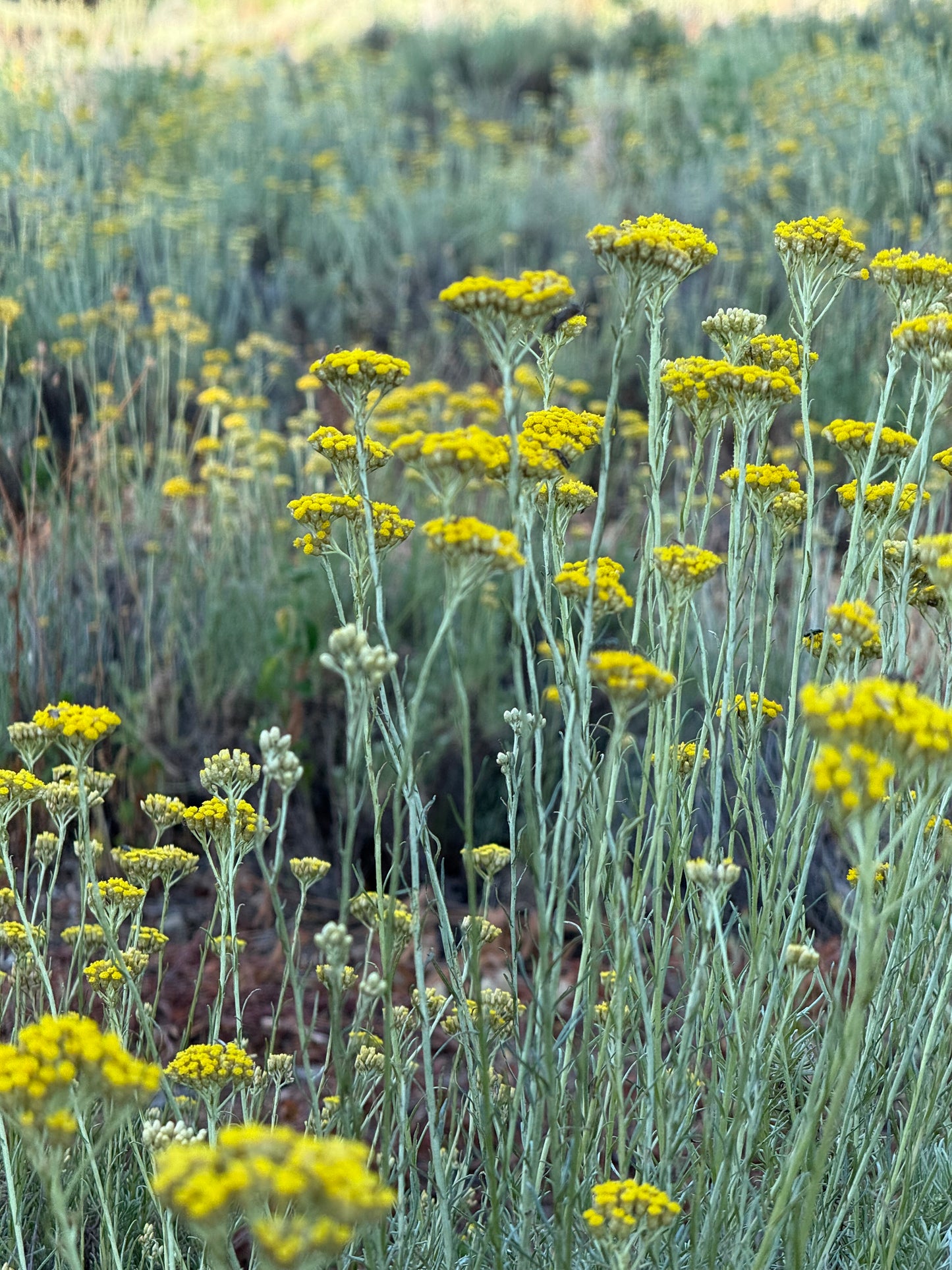 Eau florale immortelle de Corse bio
